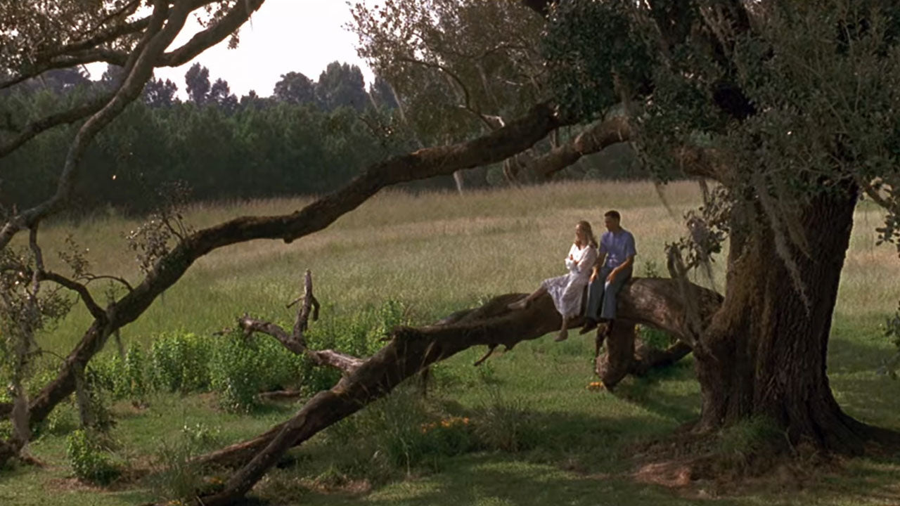 Jenny's Tree - Forest Gump - Oak