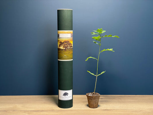 Jenny's Tree - Forest Gump - Oak