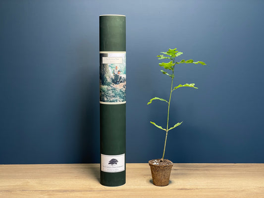 The Lunch Tree - Detectorists - Oak