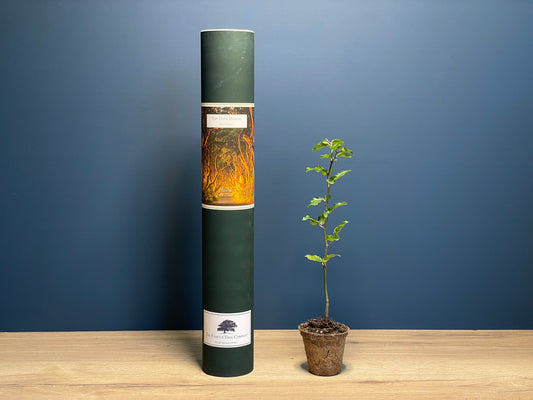 The Dark Hedges - The King's Road, Game of Thrones - Beech