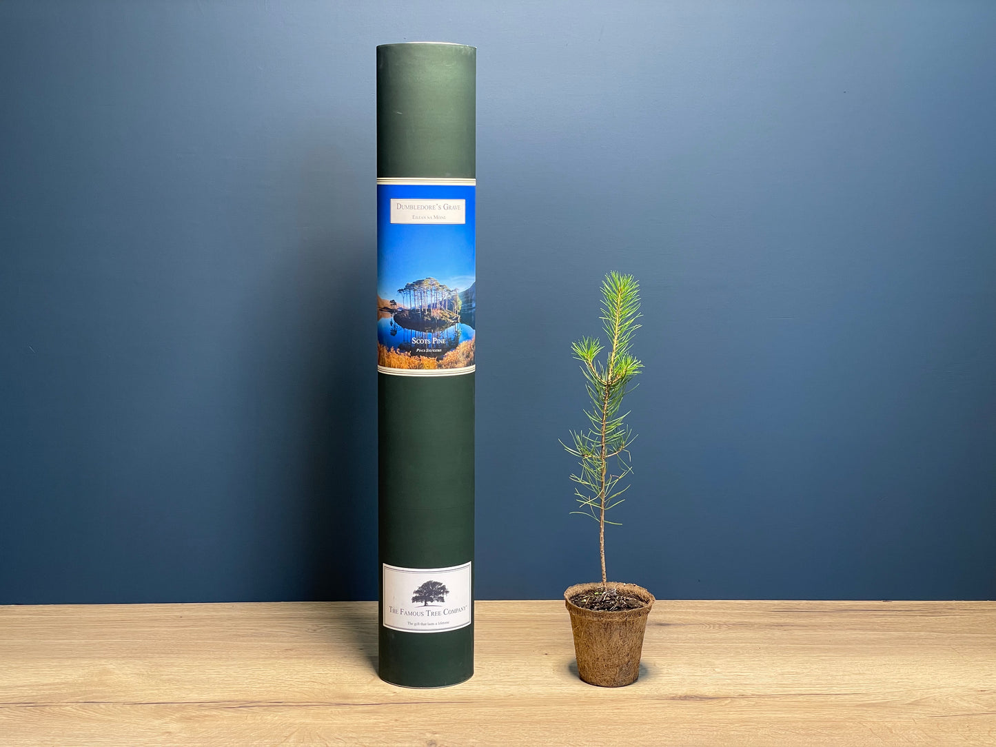 Dumbledore's Grave Island - Eilean na Mòine - Scots Pine