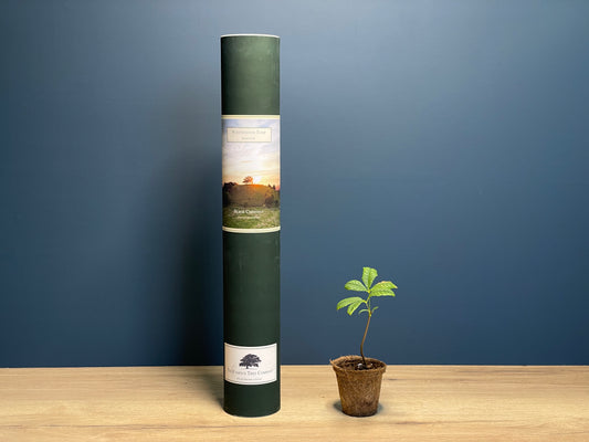 Whittington Tump - Horse Chestnut