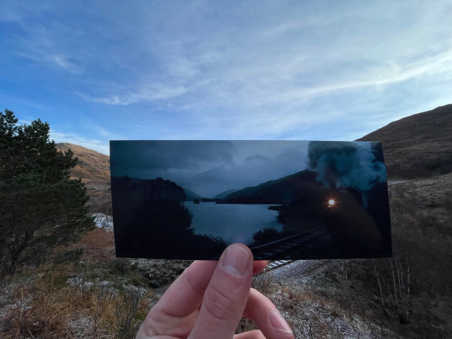 Eilean na Moine - Dumbledore's Grave - Scots Pine