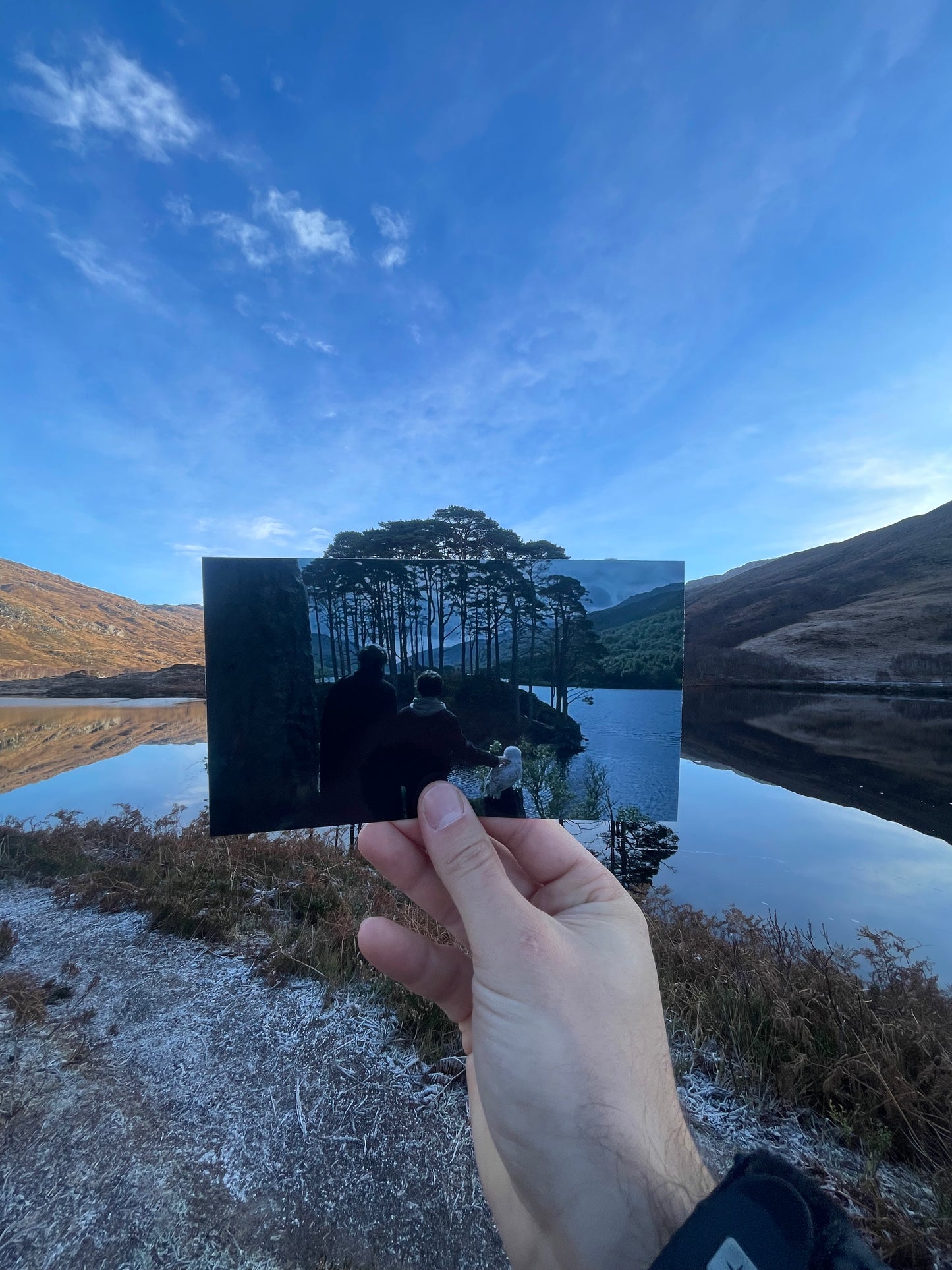 Eilean na Moine - Dumbledore's Grave - Scots Pine