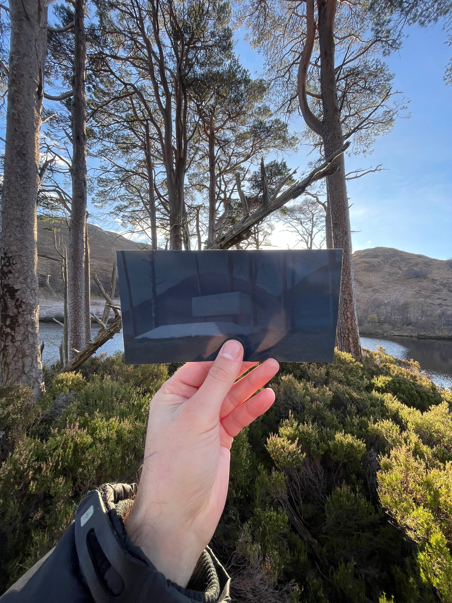 Eilean na Moine - Dumbledore's Grave - Scots Pine