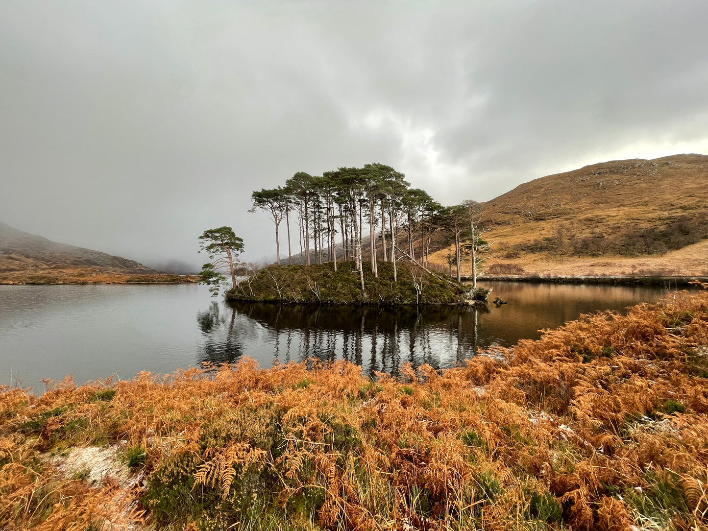 Eilean na Moine - Dumbledore's Grave - Scots Pine