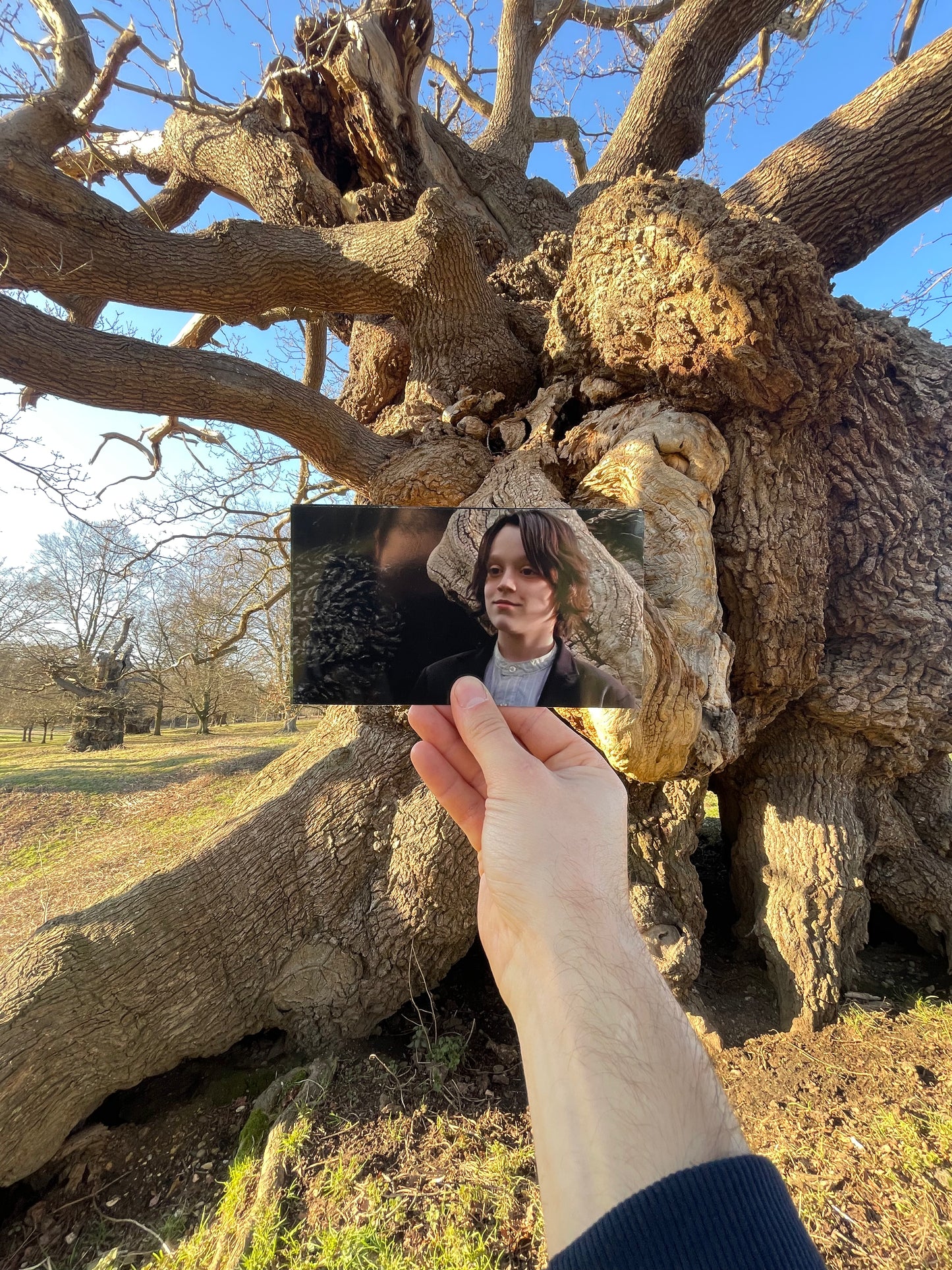 The Elephant Oak - Snape and Lily's Tree - Harry Potter