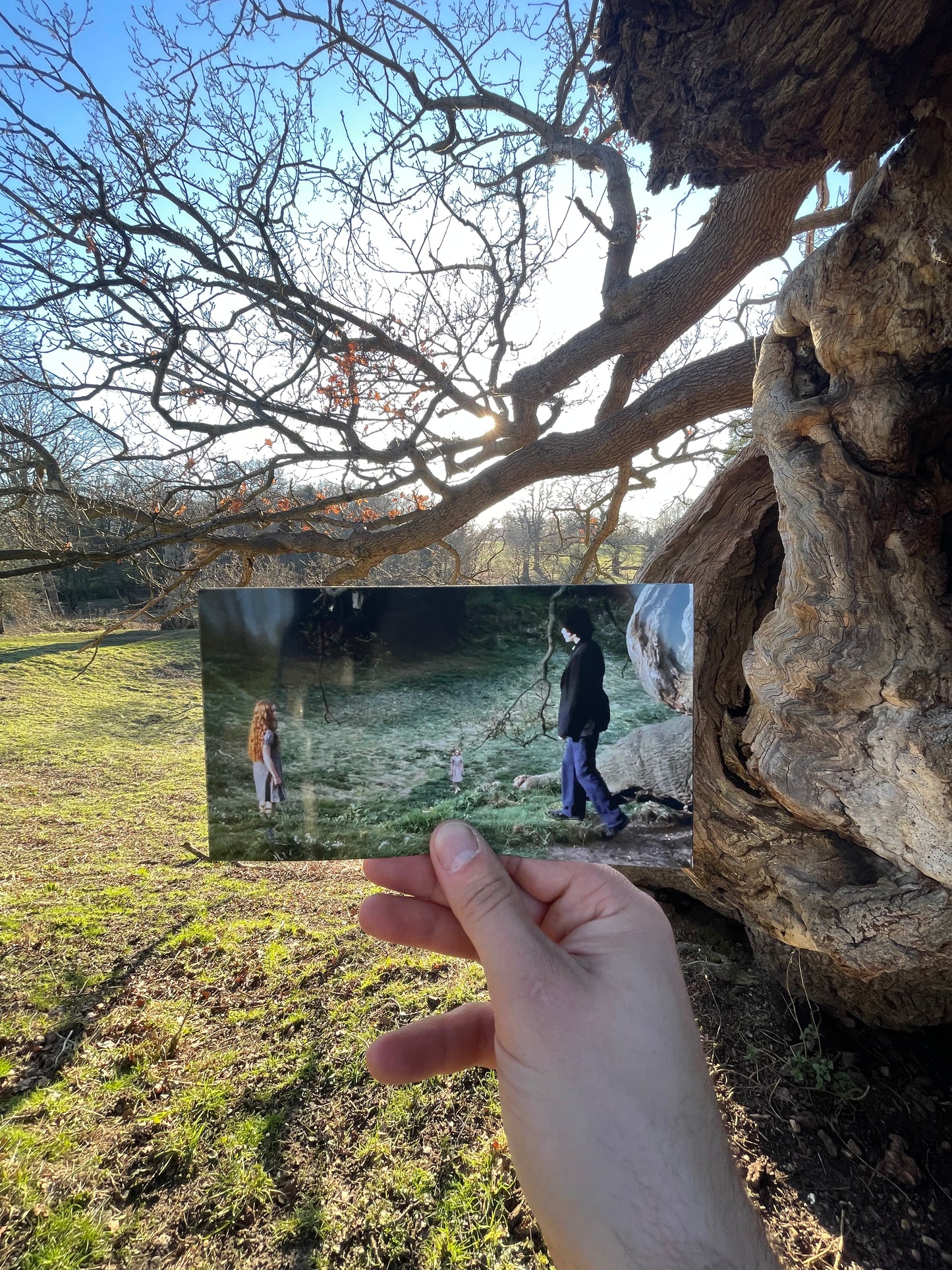The Elephant Oak - Snape and Lily's Tree - Harry Potter