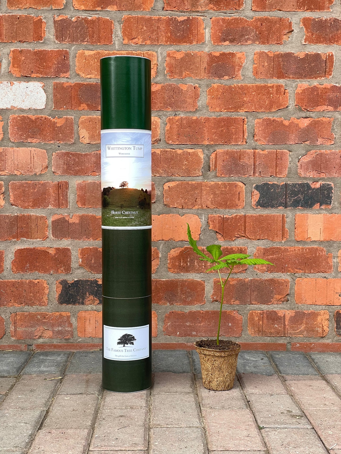 Whittington Tump - Horse Chestnut