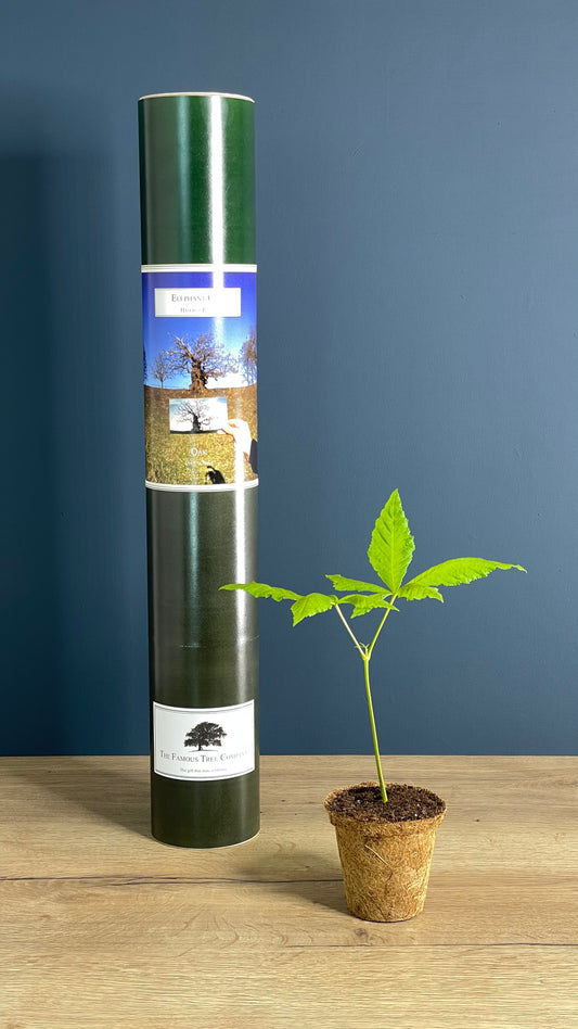 The Elephant Oak - Snape and Lily's Tree - Harry Potter