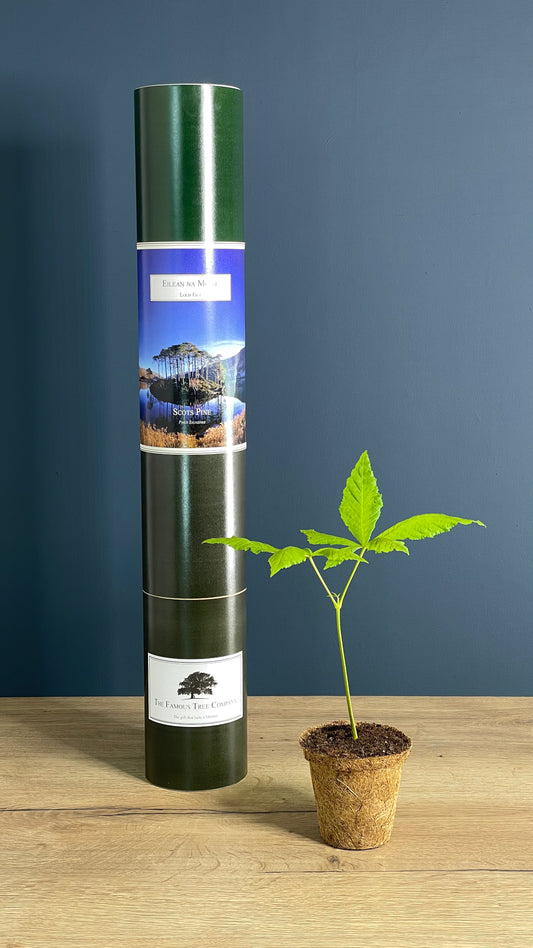 Eilean na Moine - Dumbledore's Grave - Scots Pine