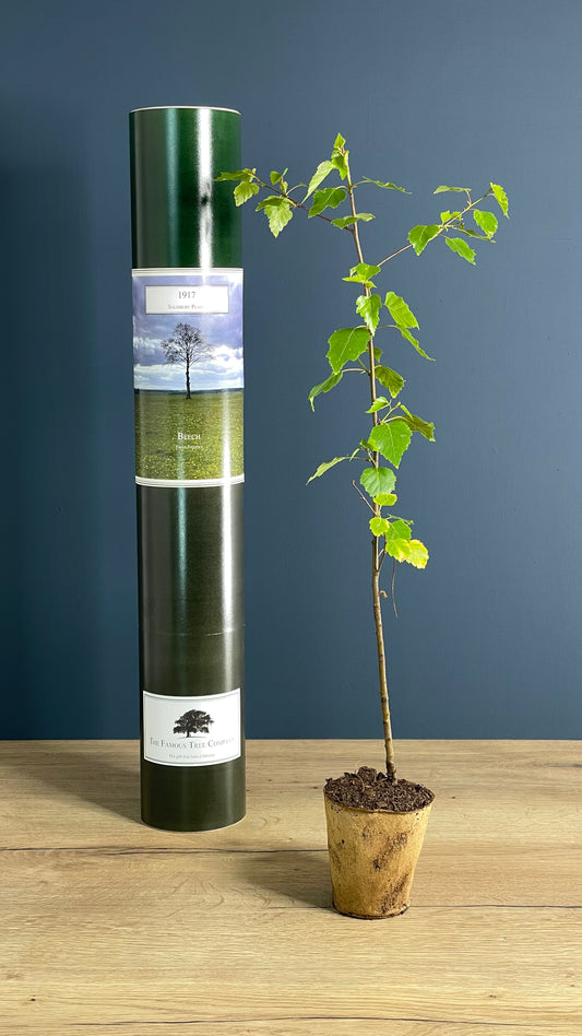 The Lollipop Tree - 1917 - Beech