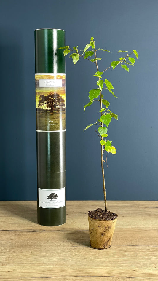 Jenny's Tree - Forest Gump - Oak