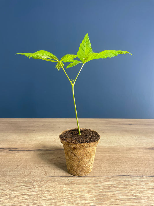 Arthur Webley's Farm - Hot Fuzz - Oak