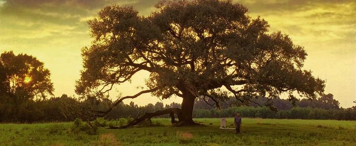 Jenny's Tree - Forest Gump - Oak