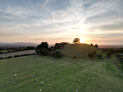 Whittington Tump - Horse Chestnut
