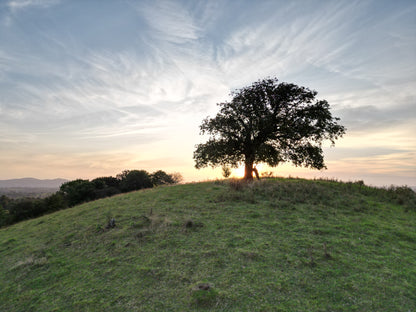 Whittington Tump - Horse Chestnut