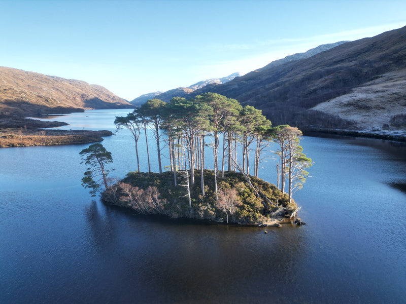 Dumbledore's Grave Island - Eilean na Mòine - Scots Pine