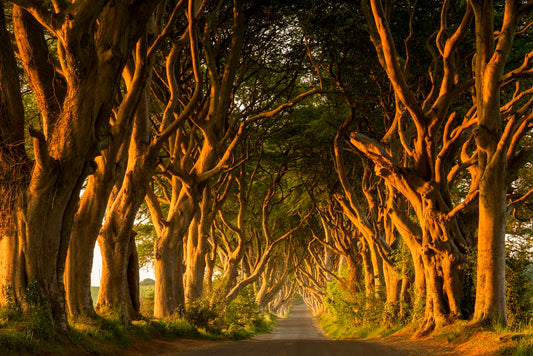 The Dark Hedges - The King's Road, Game of Thrones - Beech