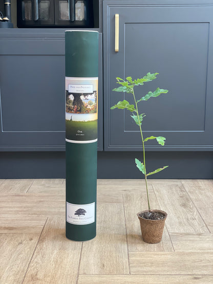 Pride and Prejudice Sapling