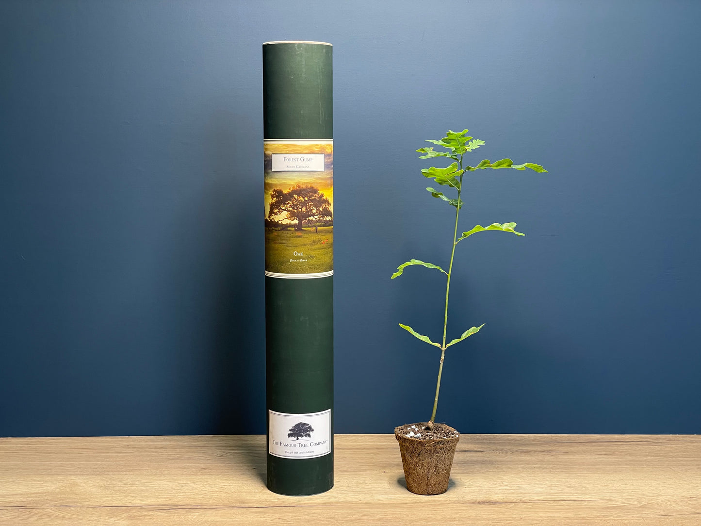 Jenny's Tree - Forest Gump - Oak