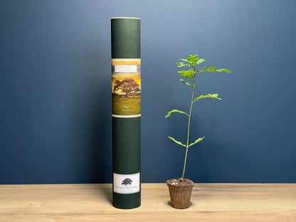 Jenny's Tree - Forest Gump - Oak