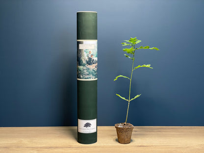 The Lunch Tree -  Detectorists - Oak