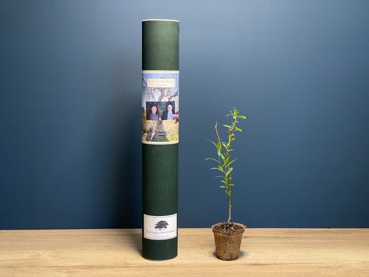 Snape and Lily's Tree - Willow - Harry Potter