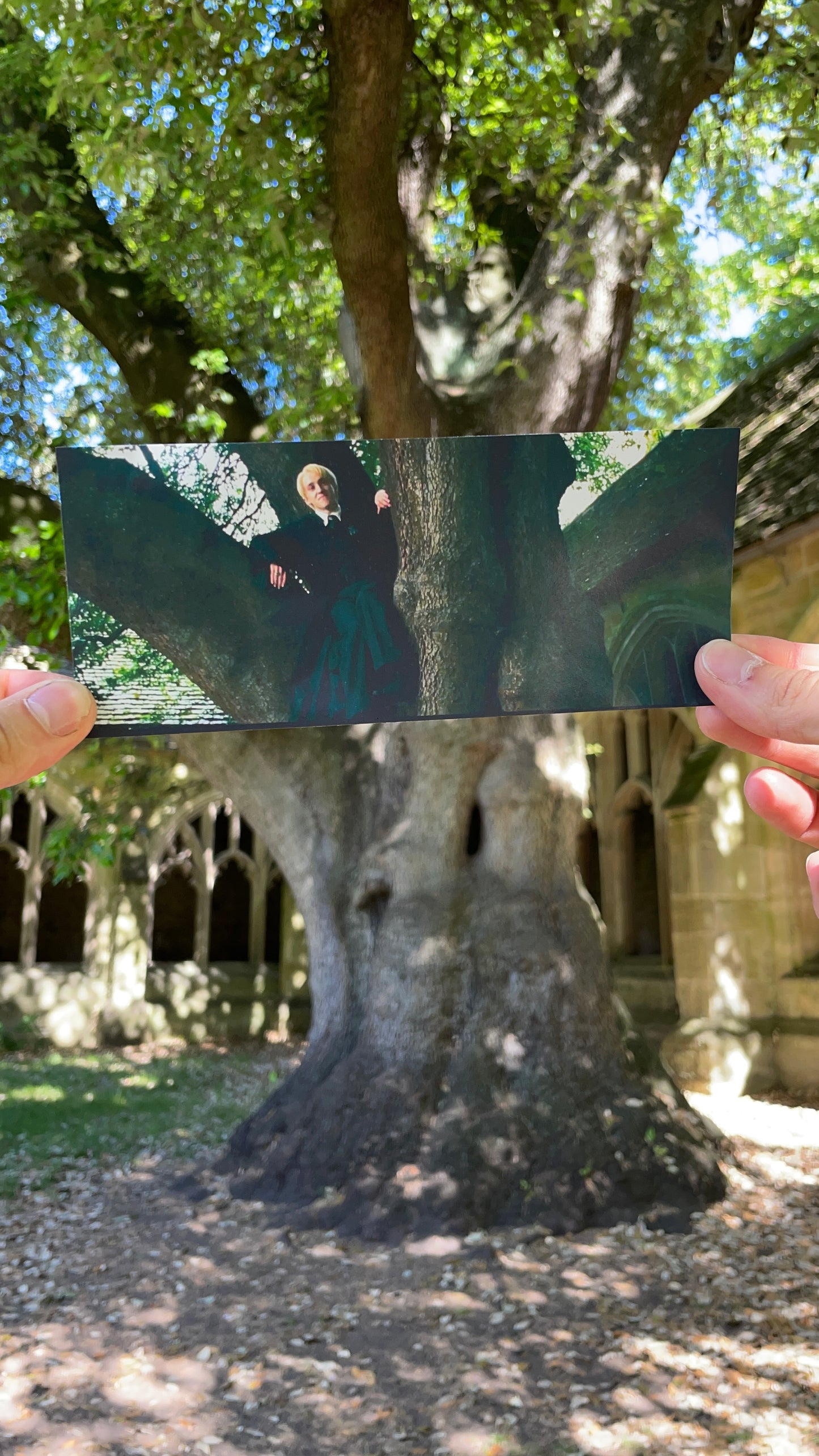 Draco Malfoy's Tree - Holm Oak - Oxford