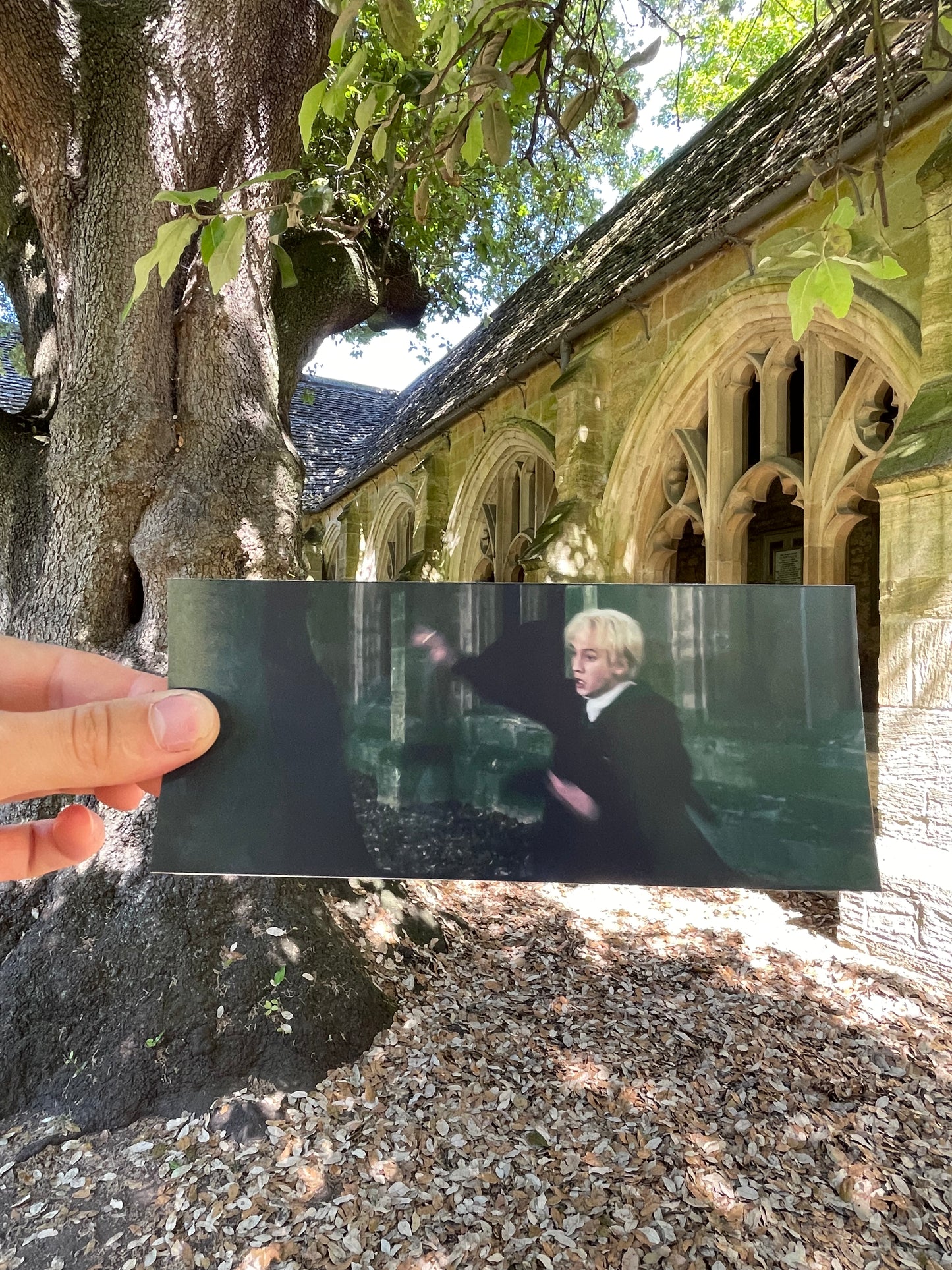 Draco Malfoy's Tree - Holm Oak - Oxford