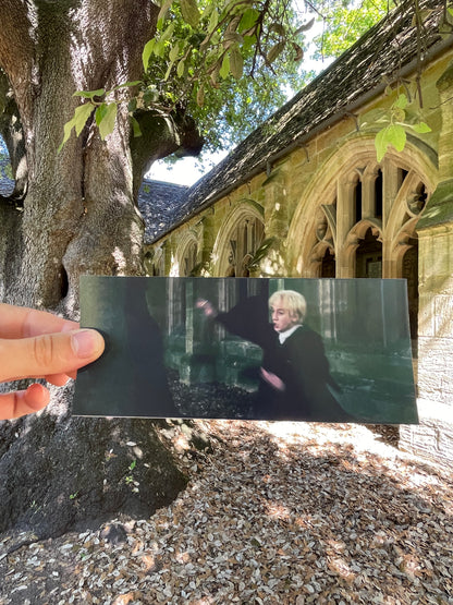 Draco Malfoy's Tree - Holm Oak - Oxford