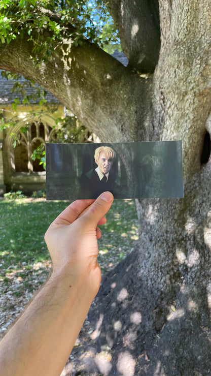 Draco Malfoy's Tree - Holm Oak - Oxford
