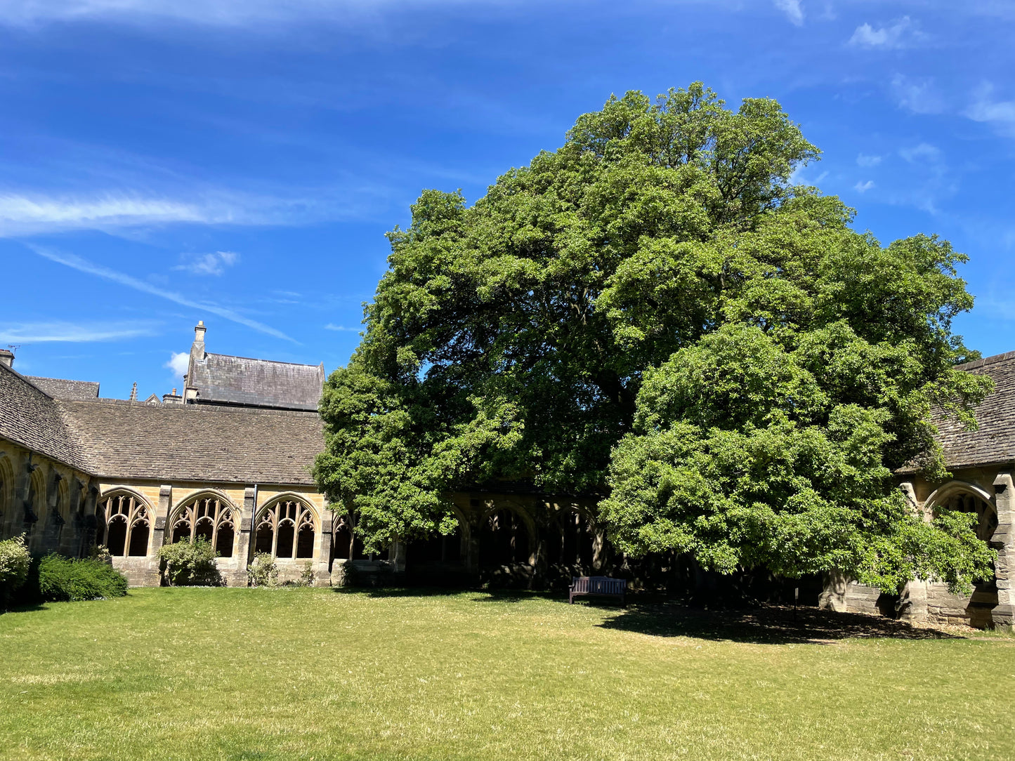Draco Malfoy's Tree - Holm Oak - Oxford