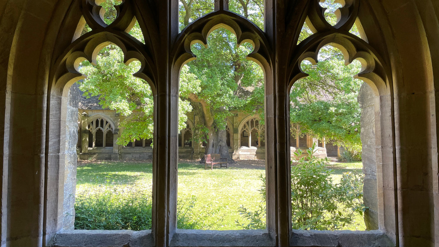 Draco Malfoy's Tree - Holm Oak - Oxford