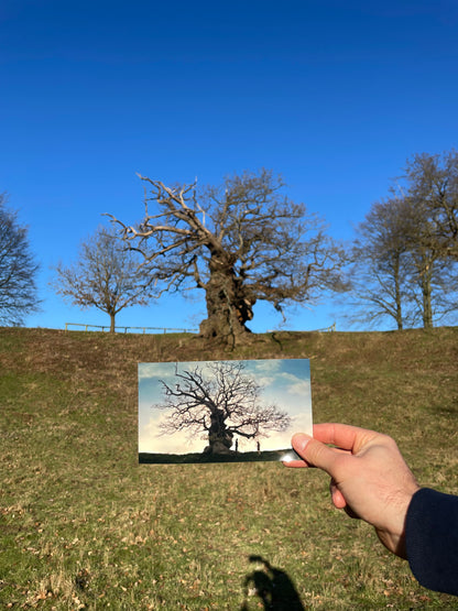 Snape and Lily's Tree - The Elephant Oak -  Harry Potter