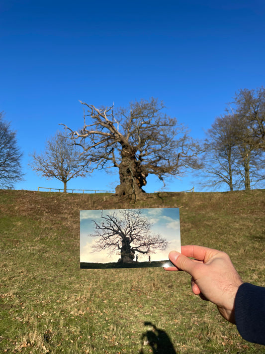 The Elephant Oak - Snape and Lily's Tree -  Harry Potter
