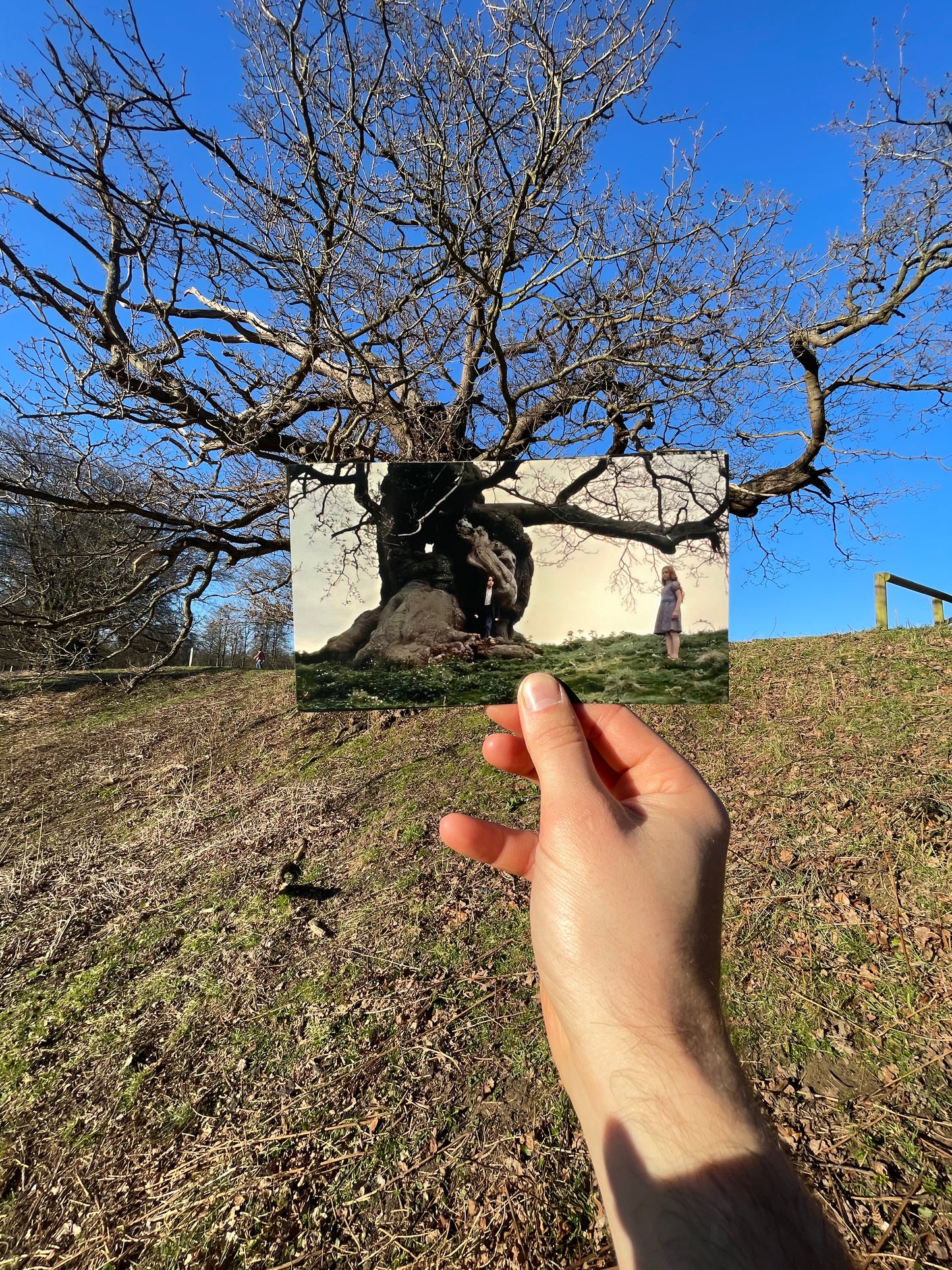 The Elephant Oak - Snape and Lily's Tree -  Harry Potter