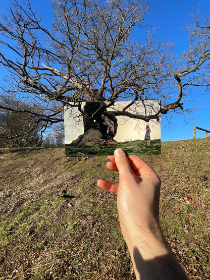 Snape and Lily's Tree - The Elephant Oak -  Harry Potter