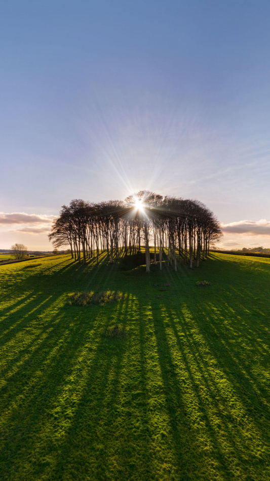 The Nearly There Trees - Beech