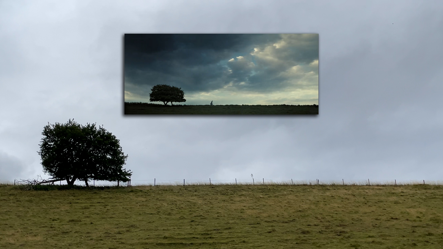 Pride and Prejudice Sapling