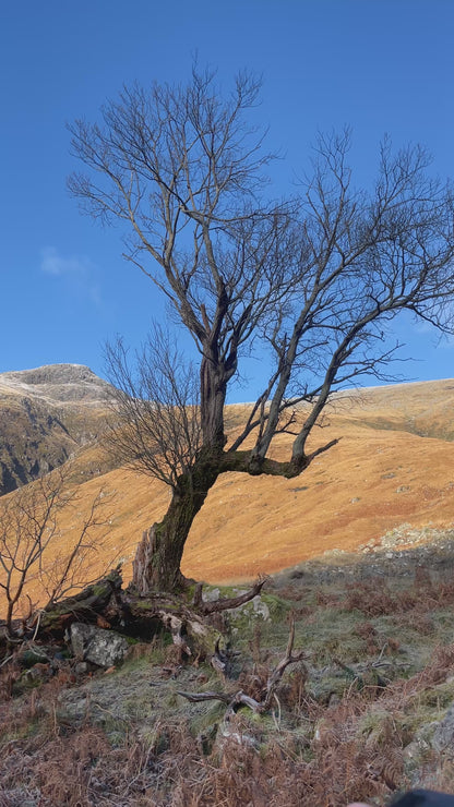 Skyfall - Glen Etive - James Bond - Willow
