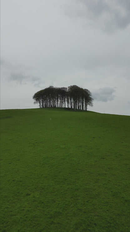 The Nearly There Trees - Beech