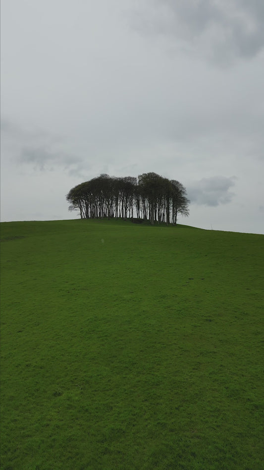 The Nearly There Trees - Beech