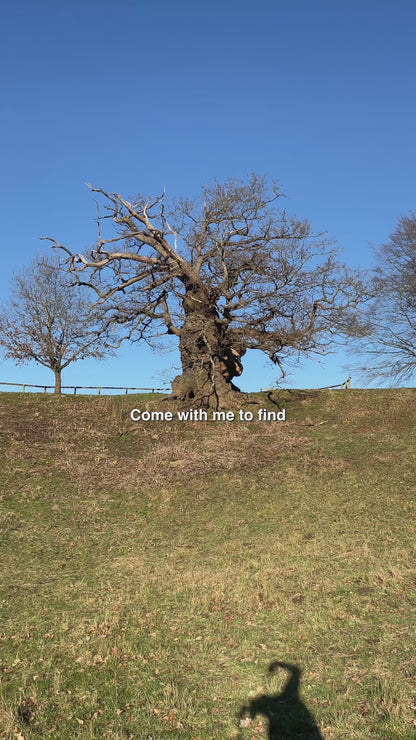 Snape and Lily's Tree - The Elephant Oak -  Harry Potter