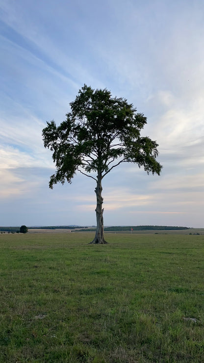 1917 - The Lollipop Tree - Beech
