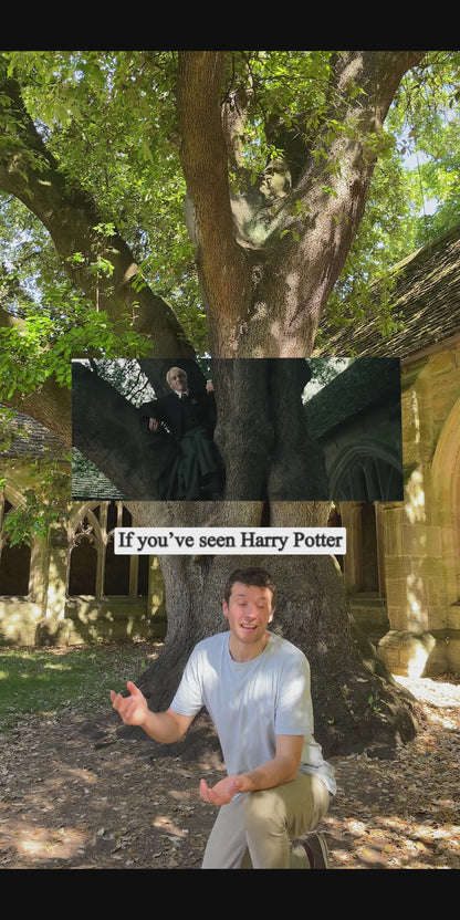 Draco Malfoy's Tree - Holm Oak - Oxford